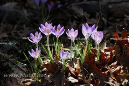 藏红花价格走势 【藏红花】藏红花价格走势及品种介绍