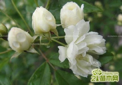 木香花 木香的功效与作用,木香花图片欣赏