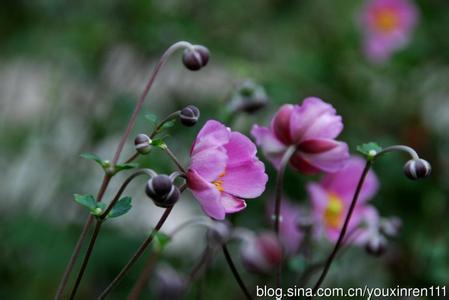 打破碗花花 打破碗花花 打破碗花花-植物介绍，打破碗花花-植物形态