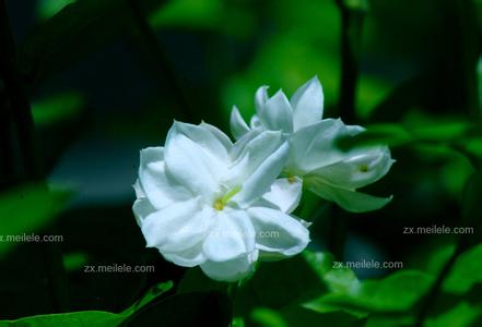 静夜花语的歌曲欣赏 茉莉花花语,茉莉花图片欣赏