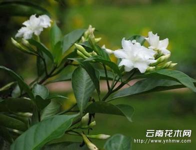 狗牙花属 狗牙花属-基本资料，狗牙花属-基本简介