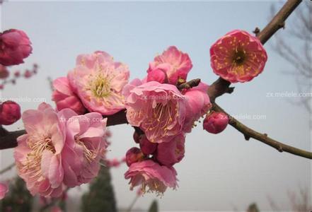 梅花花期 梅花的花期,梅花图片赏析