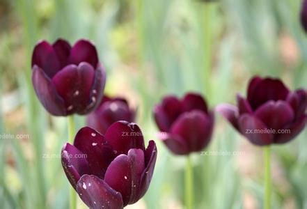 郁金香花图片 郁金香花语，郁金香图片欣赏