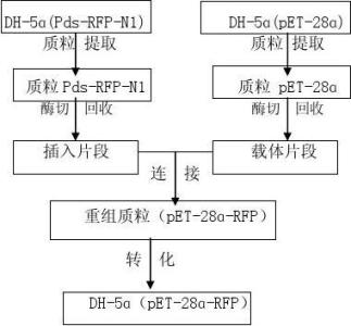 基因克隆 基因克隆-基本简介，基因克隆-基因克隆