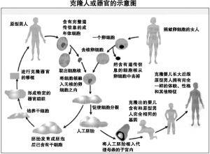 克隆人技术 克隆人[通过克隆技术繁育的人类] 克隆人[通过克隆技术繁育的人类