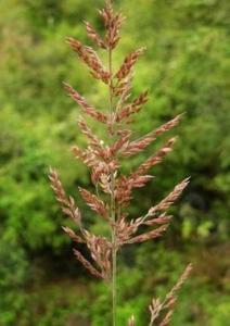 野古草属 野古草属-概述，野古草属-所有物种