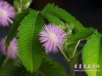 含羞草图片大全 【含羞草】含羞草图片,含羞草的资料大全