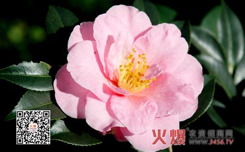 山茶花图片花语是什么 山茶花花语,山茶花图片赏析