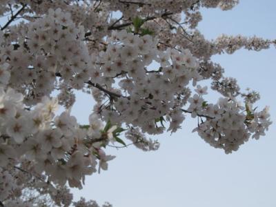 《雷场相思树》 《雷场相思树》-雷场相思树，《雷场相思树》-雷