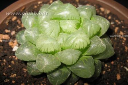 多肉玉露的养殖方法 【多肉植物玉露】玉露养殖的方法大全