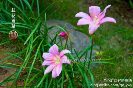 象牙白花兰 象牙白花兰-简介，象牙白花兰-形态特征