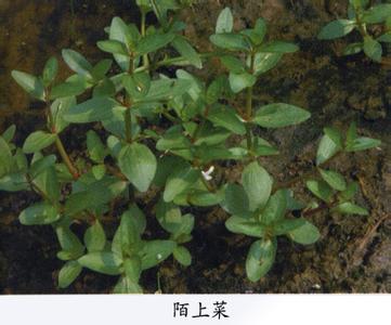 陌上菜 陌上菜-简介，陌上菜-【识别要点】