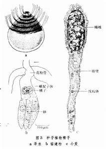 精子 精子-概述，精子-基本简介