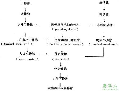 小肝癌 小肝癌-临床表现，小肝癌-诊断途径