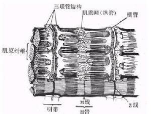 明带 明带-介绍，明带-肌的构造和形态