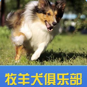 东德牧羊犬猛犬俱乐部 中国牧羊犬俱乐部