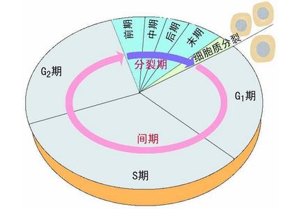 细胞周期检查点 细胞周期检查点-简介，细胞周期检查点-调控内容