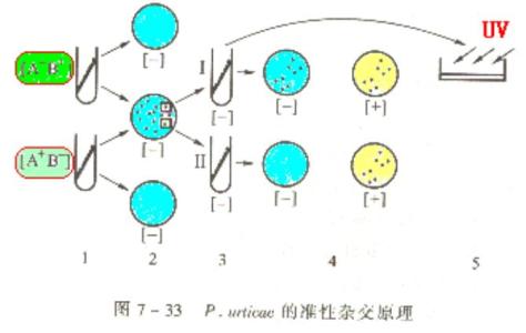 杂交 杂交-基本介绍，杂交-杂交原理