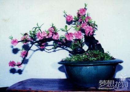 盆栽桃花养护要点 盆栽桃花的养护,桃花什么时候开?