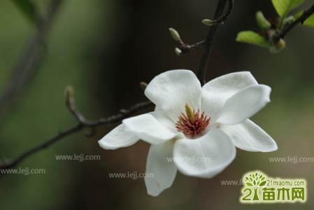 木兰花花语是什么 木兰花图片，木兰花花语是什么？