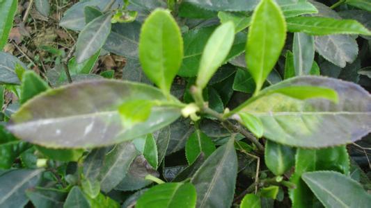 茶饼病 茶饼病-症状，茶饼病-病原