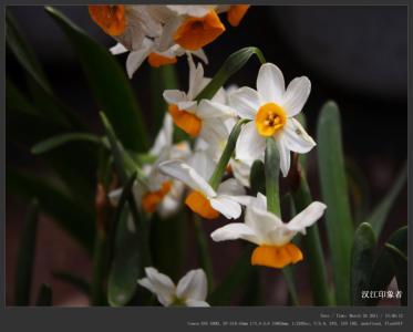 水仙花的传说 水仙花语,水仙花的传说