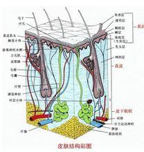 皮肤科 皮肤科-基本概要，皮肤科-皮肤简介