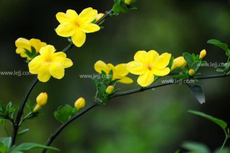 迎春花的特点 【迎春花】迎春花资料 迎春花特点