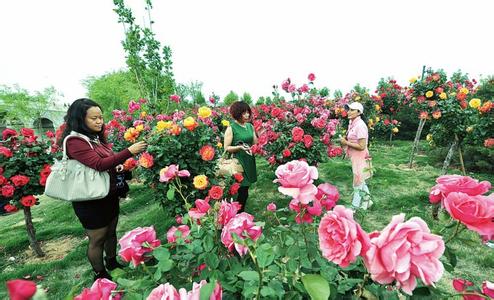 青岛台东南山花卉 莱州月季花