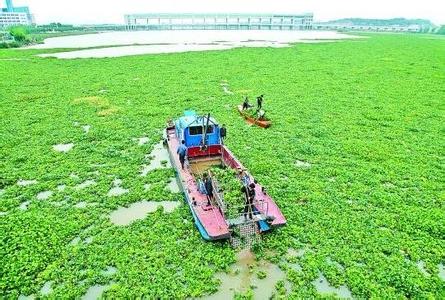 生物入侵 生物入侵-防治措施，生物入侵-重要案例