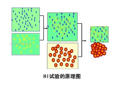 间接血凝试验 间接血凝试验-简介，间接血凝试验-操作过程