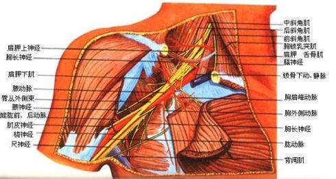 臂丛神经痛 臂丛神经痛-病因病理，臂丛神经痛-辨病论治