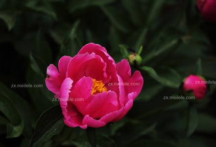 芍药花语 【芍药花语】 芍药花语详解