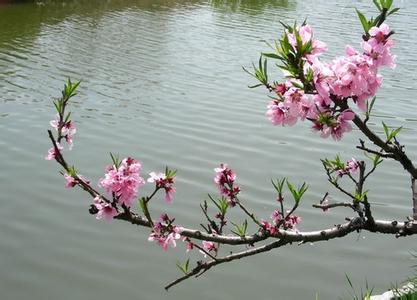 桃花流水 桃花流水-图书信息，桃花流水-内容简介