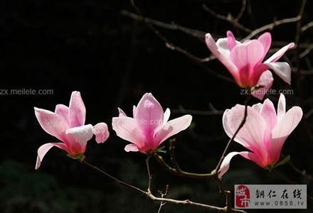 木兰花花语是什么 木兰花花语是什么,高洁之士木兰花