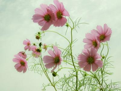 格桑花花语 【格桑花花语】 格桑花花语赏析