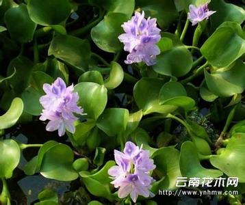 水葫芦是什么植物 水葫芦图片，水葫芦是什么植物