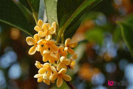 桂花什么季节开花 桂花什么时候开花 桂花开花季节