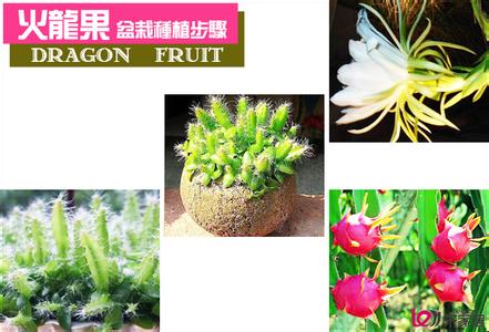 盆栽火龙果种植图解 北京火龙果盆栽种植步骤图解