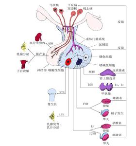 神经垂体 神经垂体-神经垂体激素，神经垂体-机理