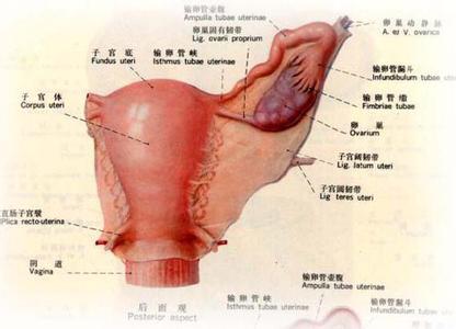 卵巢性不孕 卵巢性不孕-概述，卵巢性不孕-原因