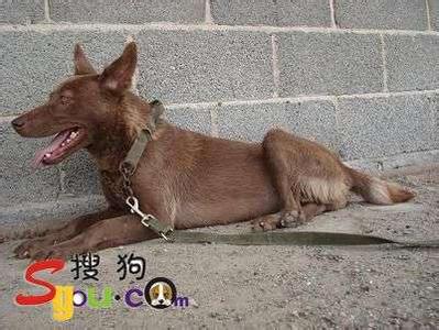 红狼犬 红狼犬-基本特征，红狼犬-生活特点