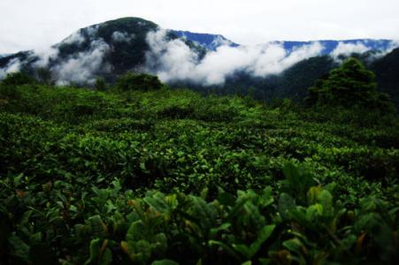 蒙顶山 蒙顶山-环境介绍，蒙顶山-蒙山雀舌茶