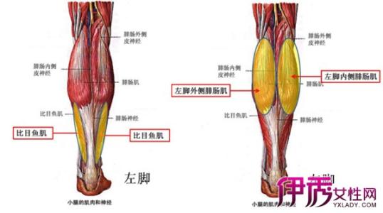 腓肠肌 腓肠