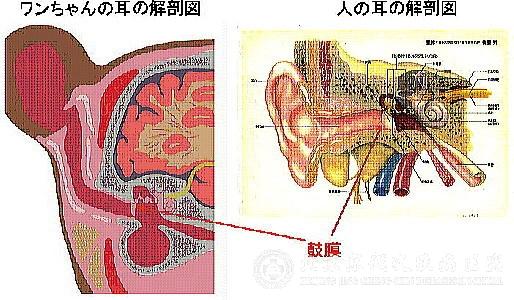 外耳湿疹 外耳湿疹-疾病概述，外耳湿疹-病因病理