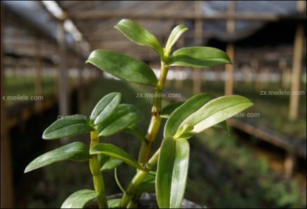 室内种植铁皮石斛 室内铁皮石斛的种植技术