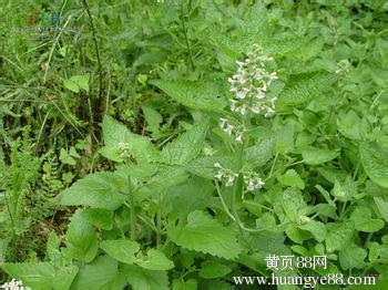 荆芥 荆芥-植物名称，荆芥-形态特征