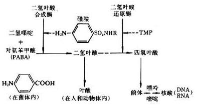 tmp tmp-作用机理，tmp-增效药物