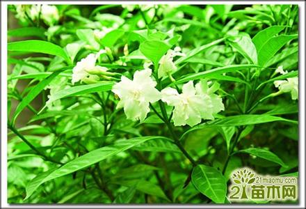 栀子花香味有毒吗 栀子花有毒吗？栀子花的香味有毒吗？