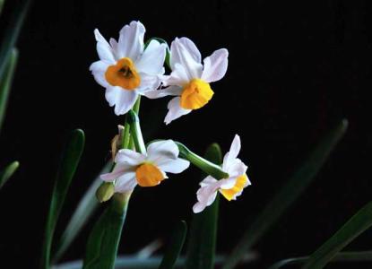 水仙花的文字 水仙花的花语,水仙花传说